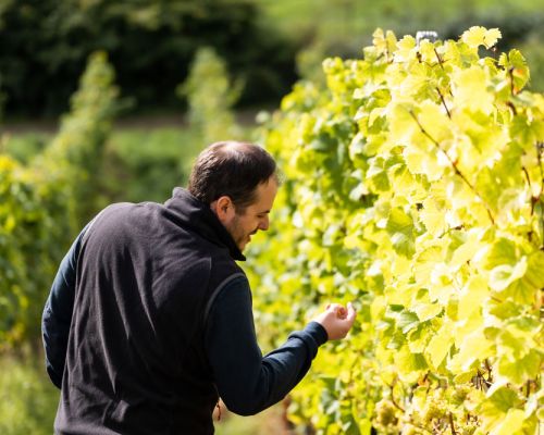 Weingut Klaus Marius Meyer Rhodt Unter Rietburg