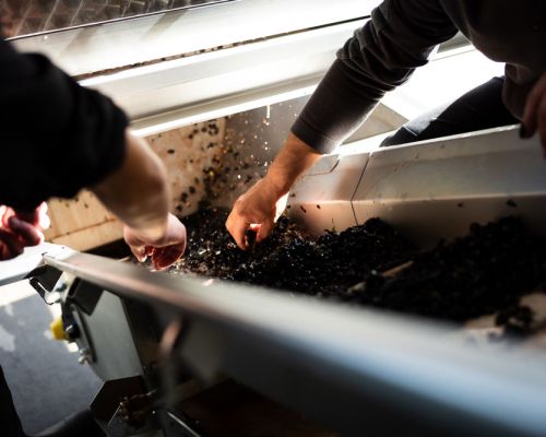 Weingut Klaus Marius Meyer Rhodt Unter Rietburg